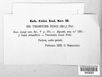 Uromyces junci image